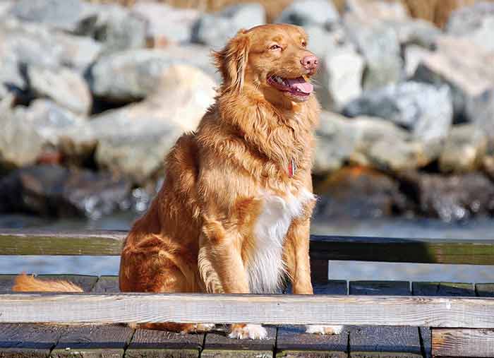 Tolling Retriever
