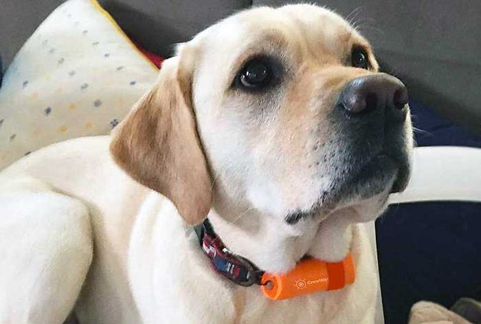CrewWatch on dog collar