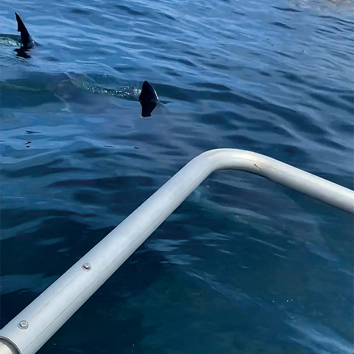 Still picture from a video showing sharks in open waters stalking carcass of dead whale.