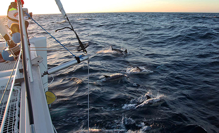 Two people aboard a white boat watching dolphins jumping above the water at sunset.