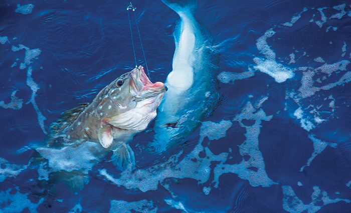 Fish caught on a hook being reeled in from clear blue waters.