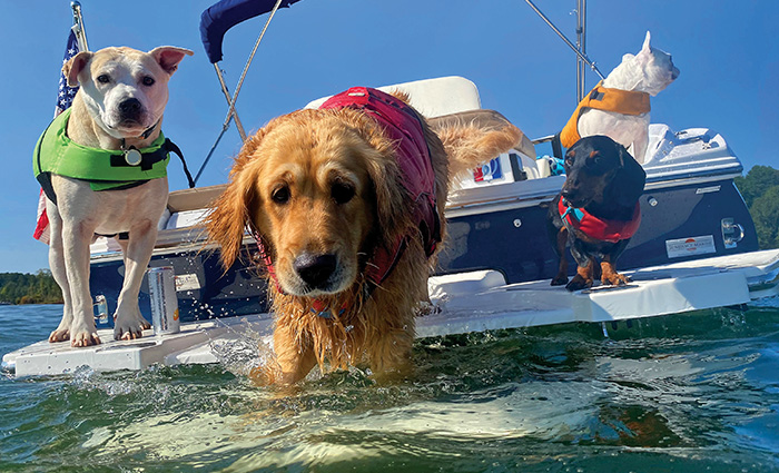 A white and brown dog wearing a green vest, golden retriever wearing a pink vest and white dog wearing a blue vest standing on the back base of a blue and white boat on the water.